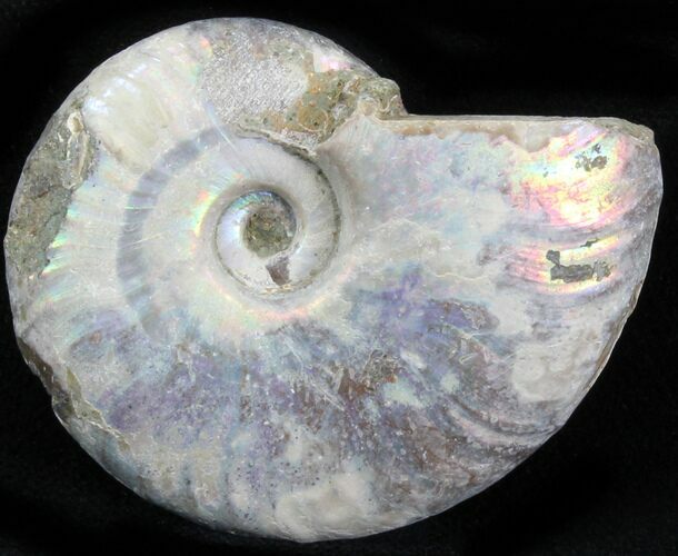Silver Iridescent Ammonite - Madagascar #29875